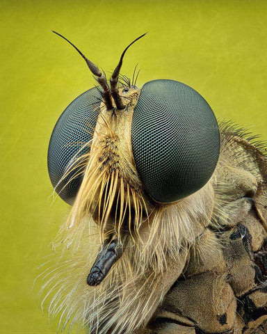 Robberfly White Modern Wood Framed Art Print with Double Matting by Figueras Barranco, Antoni