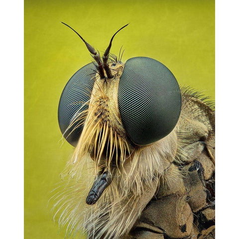 Robberfly Black Modern Wood Framed Art Print by Figueras Barranco, Antoni