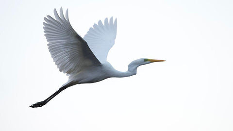 Little Egret White Modern Wood Framed Art Print with Double Matting by Manusevich, David