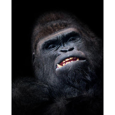 Gorilla Face Seen From Above White Modern Wood Framed Art Print by Garcia, Helena