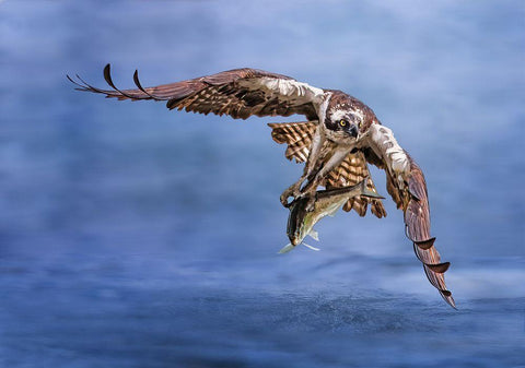 Osprey White Modern Wood Framed Art Print with Double Matting by Huang, Tao
