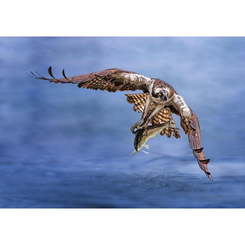 Osprey Black Modern Wood Framed Art Print by Huang, Tao