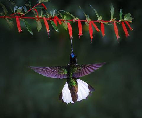 Collared Inca 2 Black Ornate Wood Framed Art Print with Double Matting by Xu, Sheila