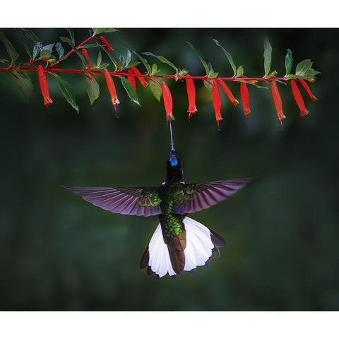 Collared Inca 2 White Modern Wood Framed Art Print by Xu, Sheila