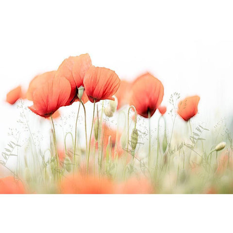 Summer Day Black Modern Wood Framed Art Print with Double Matting by Talen, Nel