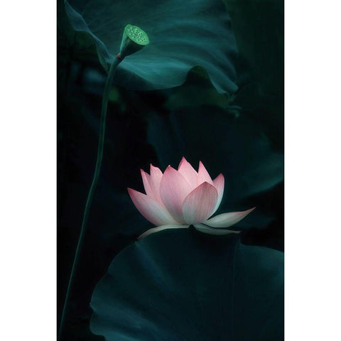 Lotus Flower White Modern Wood Framed Art Print by W., Catherine