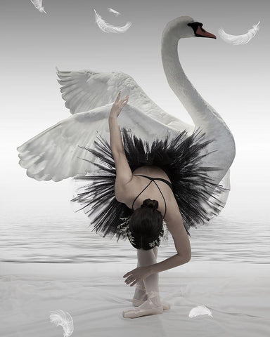 Swan Lake White Modern Wood Framed Art Print with Double Matting by Mieke