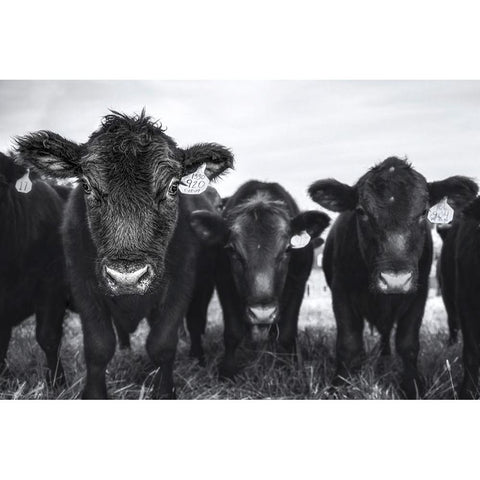 Cows Black Modern Wood Framed Art Print with Double Matting by Tumminello, Wendy