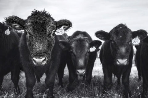 Cows White Modern Wood Framed Art Print with Double Matting by Tumminello, Wendy