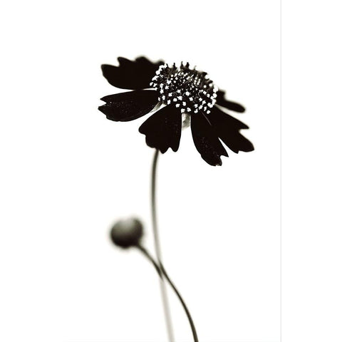 Once I Was A Black. White Modern Wood Framed Art Print by Salem, Saad