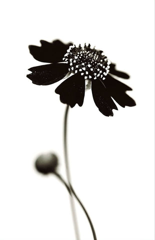 Once I Was A Black. White Modern Wood Framed Art Print with Double Matting by Salem, Saad