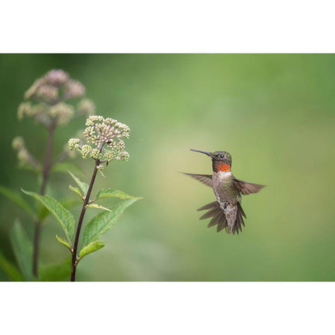 Hummingbird Gold Ornate Wood Framed Art Print with Double Matting by Wang, Max