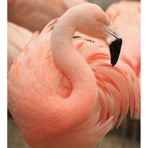 Portrait Of A Pink Flamingo Black Modern Wood Framed Art Print by Wechsler, Robin