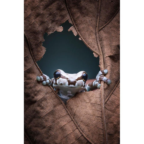 hello... Gold Ornate Wood Framed Art Print with Double Matting by Widyantini, Rini