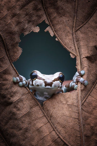 hello... White Modern Wood Framed Art Print with Double Matting by Widyantini, Rini