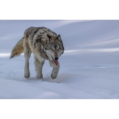 Wolf Gold Ornate Wood Framed Art Print with Double Matting by Zuo, Jun