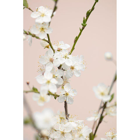 Cherry Tree Flowers White Modern Wood Framed Art Print by 1x Studio III