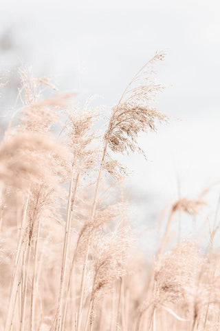 Grass Reed and sky_1 White Modern Wood Framed Art Print with Double Matting by 1x Studio III