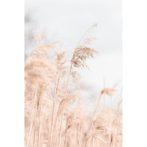 Grass Reed and sky_1 Black Modern Wood Framed Art Print with Double Matting by 1x Studio III