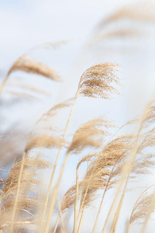 Grass Reed and sky_2 White Modern Wood Framed Art Print with Double Matting by 1x Studio III