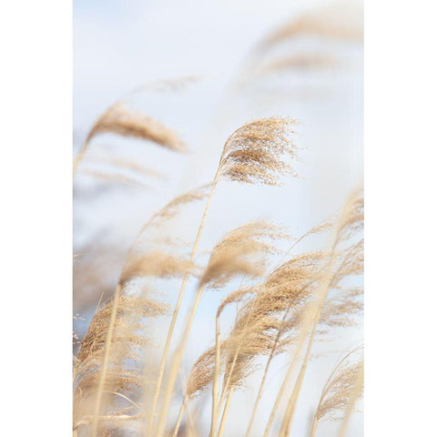 Grass Reed and sky_2 Black Modern Wood Framed Art Print with Double Matting by 1x Studio III