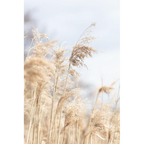 Grass Reed And Sky_3 Black Modern Wood Framed Art Print with Double Matting by 1x Studio III