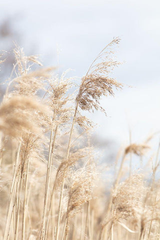 Grass Reed And Sky_3 White Modern Wood Framed Art Print with Double Matting by 1x Studio III