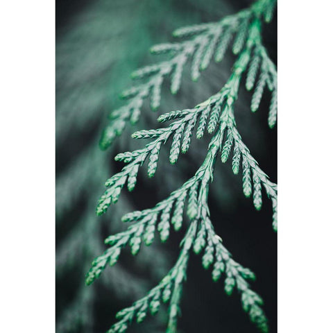 Conifer twig Black Modern Wood Framed Art Print with Double Matting by 1x Studio III
