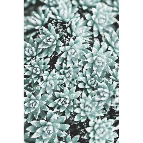 Plant White Modern Wood Framed Art Print by 1x Studio III