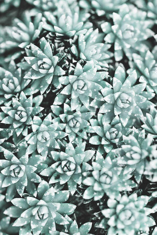 Plant Black Ornate Wood Framed Art Print with Double Matting by 1x Studio III