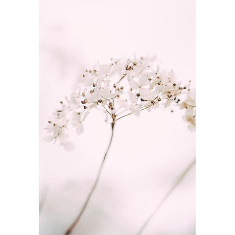 Soft dried flower_pink Gold Ornate Wood Framed Art Print with Double Matting by 1x Studio III