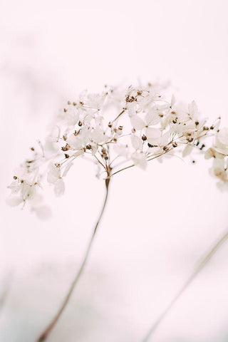 Soft dried flower_pink Black Ornate Wood Framed Art Print with Double Matting by 1x Studio III