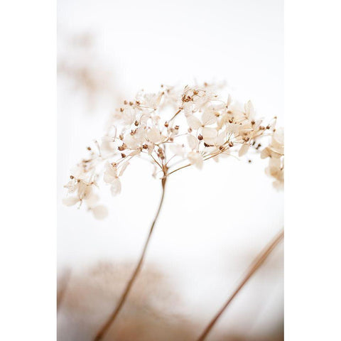 Soft Dried Flower_Brown White Modern Wood Framed Art Print by 1x Studio III
