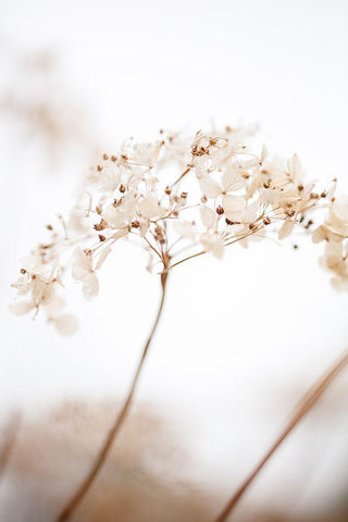 Soft Dried Flower_Brown Black Ornate Wood Framed Art Print with Double Matting by 1x Studio III
