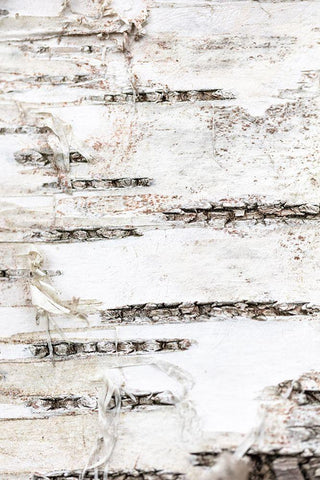 Tree bark_1 Black Ornate Wood Framed Art Print with Double Matting by 1x Studio III