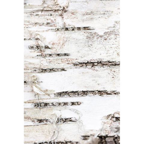 Tree bark_1 Black Modern Wood Framed Art Print by 1x Studio III