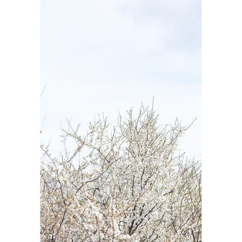 Cherry tree_1 White Modern Wood Framed Art Print by 1x Studio III