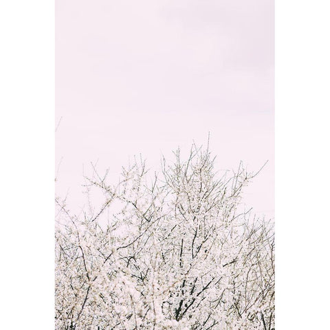 Cherry tree_2 White Modern Wood Framed Art Print by 1x Studio III