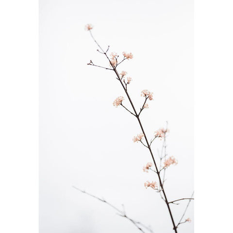 Twig with small flowers Gold Ornate Wood Framed Art Print with Double Matting by 1x Studio III