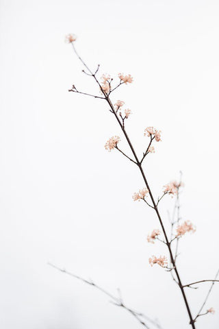 Twig with small flowers Black Ornate Wood Framed Art Print with Double Matting by 1x Studio III