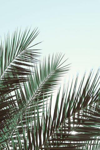 Palm leaves-sky_1 Black Ornate Wood Framed Art Print with Double Matting by 1x Studio III