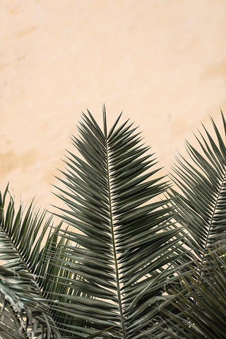 Palm Leaves And Wall_1 Black Ornate Wood Framed Art Print with Double Matting by 1x Studio III