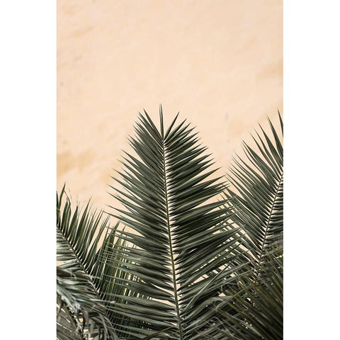 Palm Leaves And Wall_1 Black Modern Wood Framed Art Print with Double Matting by 1x Studio III