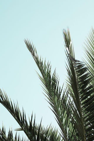 Palm leaves and sky_2 White Modern Wood Framed Art Print with Double Matting by 1x Studio III