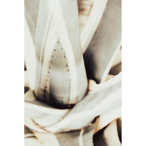 Plant Close Up_1 Black Modern Wood Framed Art Print with Double Matting by 1x Studio III