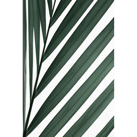 Graphic palm leaf_3 White Modern Wood Framed Art Print by 1x Studio III