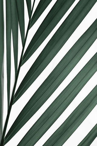 Graphic palm leaf_3 Black Ornate Wood Framed Art Print with Double Matting by 1x Studio III