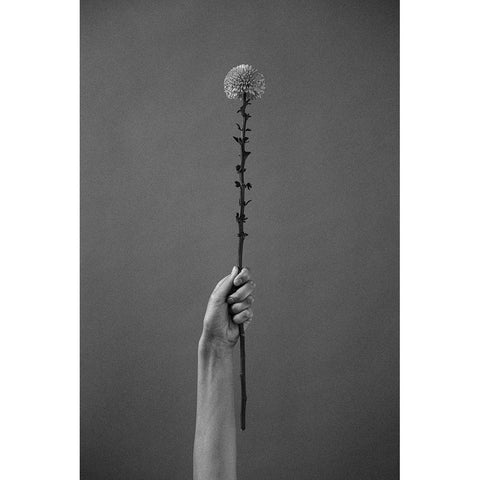 Golden-Daisy White Modern Wood Framed Art Print by Frolova, Antonida