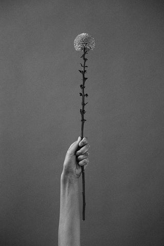 Golden-Daisy White Modern Wood Framed Art Print with Double Matting by Frolova, Antonida