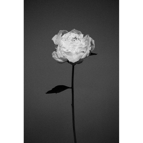 Peony Black Modern Wood Framed Art Print by Frolova, Antonida